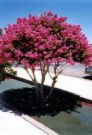 Biloxi Crepe Myrtle, Single Stem